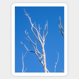 White tree limbs. Sticker